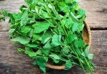 Daun Katuk Si Hijau Tropis Penunjang Kesehatan Pria