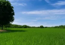 Pemerintah Aceh Rehabilitasi dan Rekonstruksi Lahan Sawah Pasca Bencana