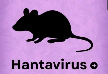 Bukan COVID Baru, Hantavirus Diam-Diam Jadi Ancaman dari Lingkungan Kotor