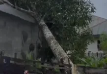 Pohon Tumbang Timpa Rumah Warga di Sungai Mas, BPBD Aceh Barat Salurkan Bantuan