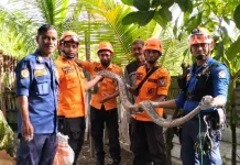 BPBD Aceh Barat Evakuasi Ular Piton dari Rumah Warga Suak Ribee