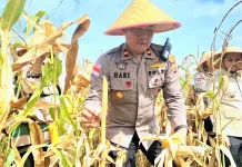 Polres Aceh Barat Panen Raya Jagung Kuartal II 2026, Produksi 6,6 Ton Per Hektar
