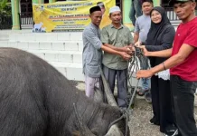 Ampon Bang Salurkan Hewan Kurban untuk Warga Pedalaman Gayo Lues