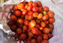 Harga Tomat Capai 22 Ribu Perkilo, Warga Mulai Mengeluh