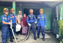 BPBD Aceh Barat Amankan Ular Python Masuk ke Pekarangan Rumah Warga