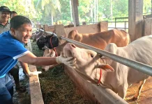 Stok Hewan Meugang di Aceh Barat Melimpah, Disbunnak Pastikan Aman Dikonsumsi