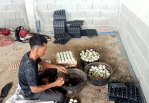 Rumah Telur Suak Sigadeng Hasilkan Lima Ratus Butir perhari