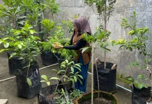 Aktivitas Berkebun di Rumah Efektif untuk Healing