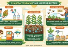 5 Manfaat tembakau