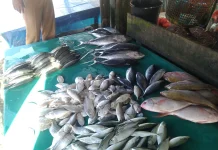 Harga Ikan Meulaboh Naik Saat Nelayan Libur Melaut