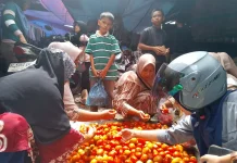 Warga Serbu Lapak Tomat Murah di Pasar Simpang 4 Nagan Raya