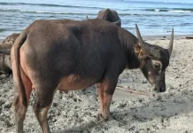 Jelang Idul Adha, Petugas Puskeswan Salang Siaga Periksa Kesehatan Hewan Ternak