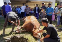 Bupati Monas Serahkan Sapi Kurban Bantuan Presiden Prabowo untuk Masyarakat