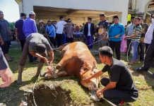 Sapi Bantuan Presiden Prabowo Disembelih di Halaman Masjid Agung Tgk. Khalilullah