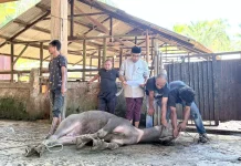 Kemenag Aceh Barat Sembelih 40 Hewan Qurban Idul Adha 1447 H