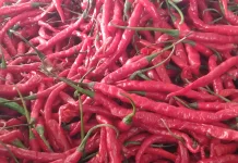 Harga Cabai Merah 40 Ribu Rupiah di Meulaboh Aceh