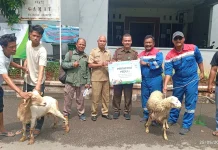 Rayakan Iduladha, Pertagas Salurkan 475 Hewan Kurban ke Wilayah Operasional