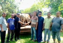 Ikasa Salurkan 8 Hewan Kurban ke Gampong dan Dayah di Samatiga