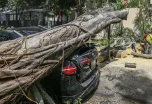 Tips Aman Menghadapi Pohon Tumbang saat Cuaca Buruk