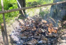 Bakar Ikan Gaya Desa Sibargot, Manfaatkan Bara dan Rak Kawat Buatan Sendiri