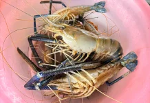 Udang Gala Sungai Barumun: “Emas” dari Dasar Sungai Milik Desa Tanjung Mulia