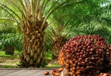Distanbun Aceh Imbau PKS Jaga Harga TBS Sawit