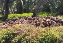 Harga Sawit Terus Menurun, Petani Keluhkan Pendapatan Berkurang