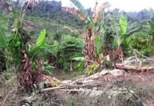 Gajah Liar Rusak Tanaman Warga, Masyarakat Pante Ceureumen Resah