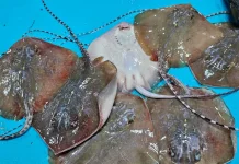 Cara Mudah Mengolah Ikan Pari dan Kandungan Nutrisinya