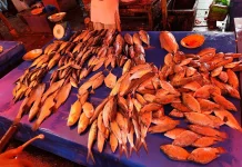 Harga Ikan Naik, Daya Beli Masyarakat Turun