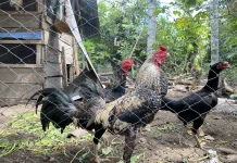 Panduan Beternak Ayam Kampung untuk Pemula