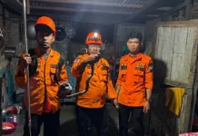 BPBD Aceh Barat Sigap Evakuasi Ular Kobra di Permukiman Warga