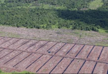 APEL Green Aceh Temukan Pembersihan Lahan dibekas HGU Kalista Alam