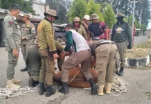 Satpol PP Aceh Jaya Tertibkan 30 Ekor Ternak Lepas di Jalan Raya