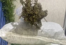 Pengembangan Kasus Ganja, Polres Aceh Barat Sita 1,5 Kilogram Ganja