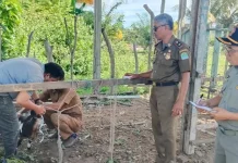 Satpol PP dan WH Aceh Jaya Gelar Lelang Ternak Hasil Penertiban
