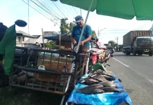 Ikan Air Tawar Liar Menjadi Icont Pasar Ikan Meulaboh