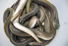 Belut Licin di Tangan Manja di Lidah Khasiatnya Jadi Andalan Pria dan Wanita