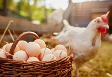 khasiat Telur Ayam Kampung untuk Pria dan Wanita
