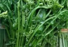 Khasiat Sayur Pakis Bantu Jaga Jantung hingga Lancarkan Pencernaan Orang Dewasa