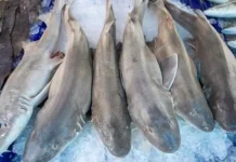 Ikan Hiu Predator Laut yang Menyimpan  Segudang Khasiat Bagi Pria dan Wanita