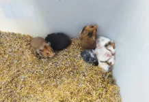 Tips Memelihara Hamster agar Tetap Sehat dan Aktif