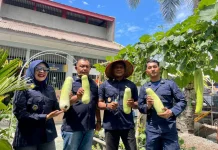 Lapas Meulaboh Bentuk Warga Binaan Mandiri Melalui Ketahanan Pangan Nasional