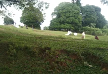 Bukit Oskar Geunang Geudong Jadi Lokasi Favorit Foto Prawedding Catin