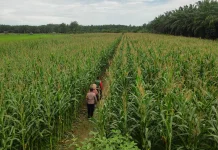Polsek Kaway XVI Monitoring Lahan Jagung, Dukung Swasembada Pangan 2026
