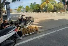 Musim Panen Telah Tiba, Harga Durian di Simeulue Turun