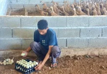 Usaha SGD Farm Sukses Budidaya Unggas hingga Pasokan untuk MBG