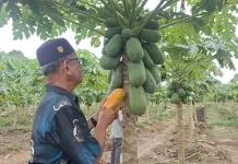 BUMG Cot Darat Kembangkan Budidaya Pepaya Madu Bersama Pesantren