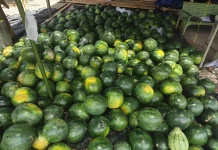 Panen Raya Semangka Non Biji Harga Tujuh Ribu Perkilogram