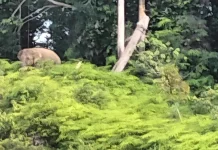 BPBD Aceh Barat Siapkan GPS Collar untuk Mitigasi Gajah Liar